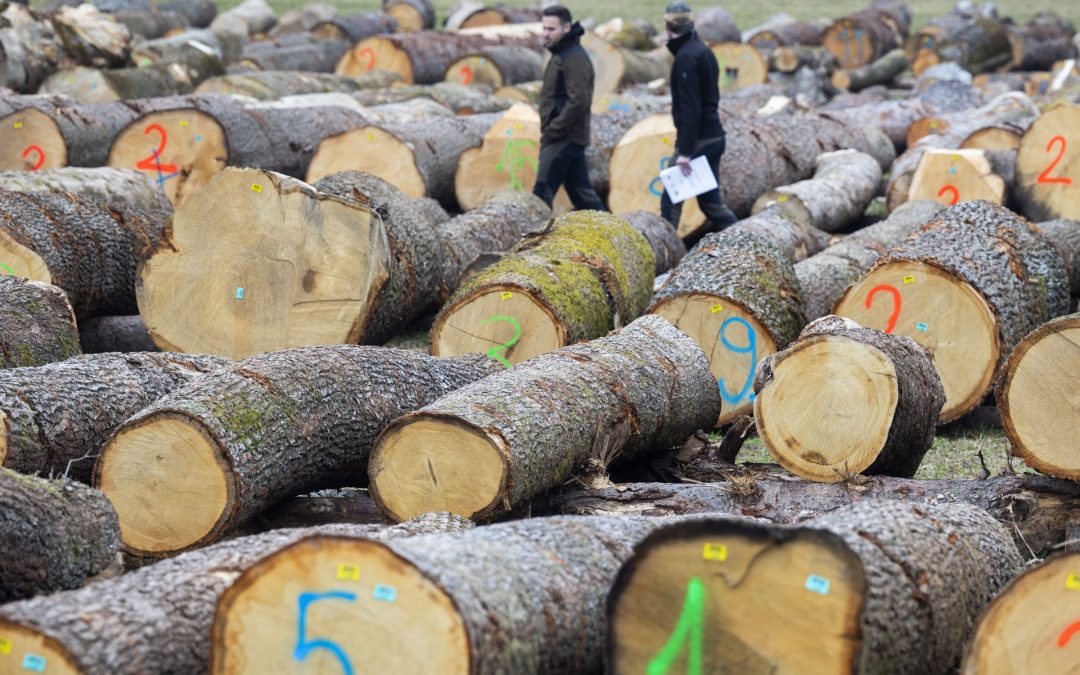 Austria y Luxemburgo para una regulación de la deforestación de la UE más simple